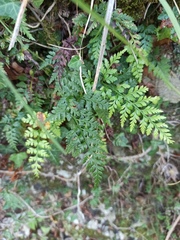 Asplenium adiantum-nigrum