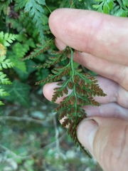 Asplenium adiantum-nigrum