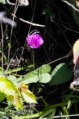 Ipomoea oblongata