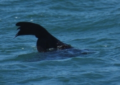 Arctocephalus pusillus pusillus