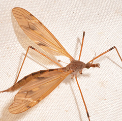 Tipula ultima