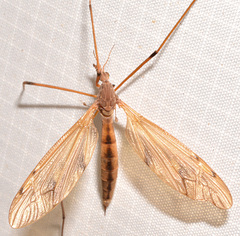 Tipula ultima
