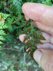 Asplenium adiantum-nigrum