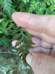 Asplenium adiantum-nigrum