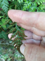 Asplenium adiantum-nigrum