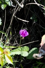 Ipomoea oblongata