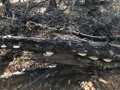 Trametes lactinea