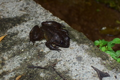 Quasipaa jiulongensis