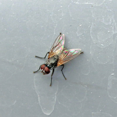 Muscidae