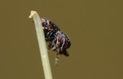 Sassacus cyaneus