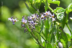 Solanum africanum