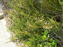Leucadendron levisanus