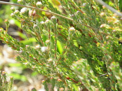 Leucadendron levisanus