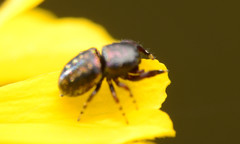 Sassacus cyaneus