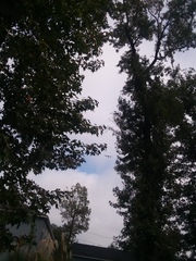 Ocyptamus fuscipennis