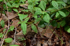 Talinum paniculatum