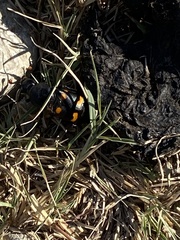 Nicrophorus carolina