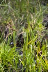 Juncus lomatophyllus