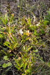Juncus lomatophyllus