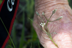 Kohautia amatymbica