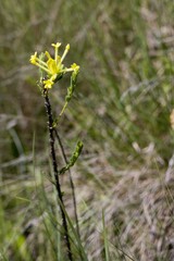 Lasiosiphon anthylloides