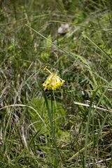 Lasiosiphon anthylloides