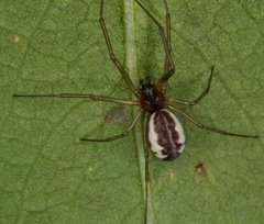 Neriene peltata