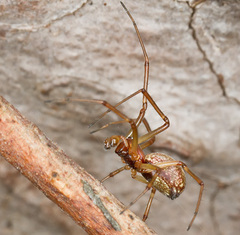 Neriene peltata