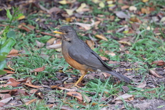 Turdus olivaceus olivaceus