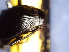 Pterostichus