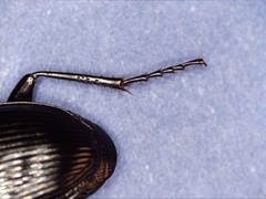 Pterostichus