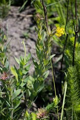 Lasiosiphon kraussianus kraussianus