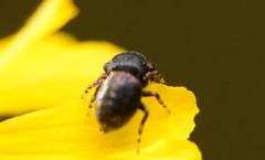Sassacus cyaneus