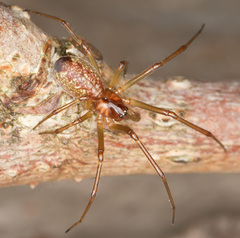 Neriene peltata