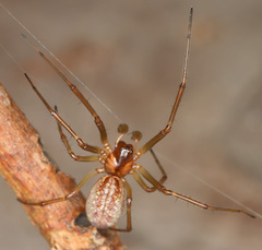 Neriene peltata