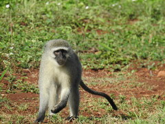 Chlorocebus pygerythrus pygerythrus