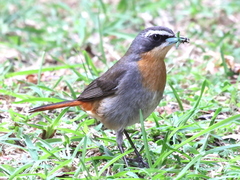 Cossypha caffra caffra