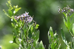 Solanum africanum
