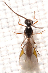Aphidiinae