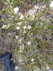 Jamesbrittenia calciphila