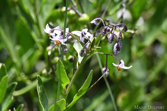 Solanum africanum