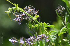 Solanum africanum