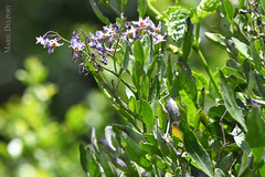 Solanum africanum
