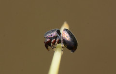 Sassacus cyaneus
