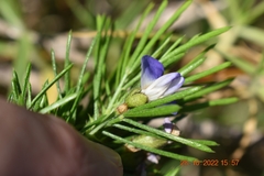 Psoralea affinis