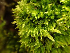 Cirriphyllum crassinervium