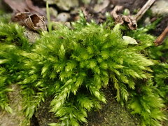 Cirriphyllum crassinervium