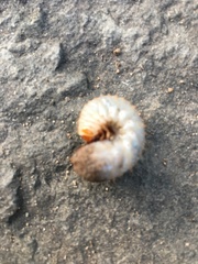 Amphimallon solstitiale