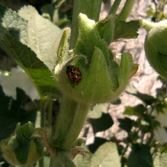 Hippodamia variegata