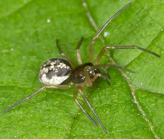 Pachygnatha listeri